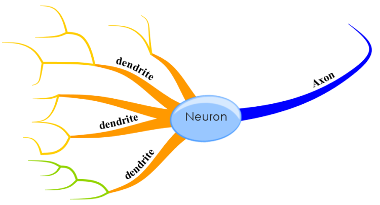 Neuron image template