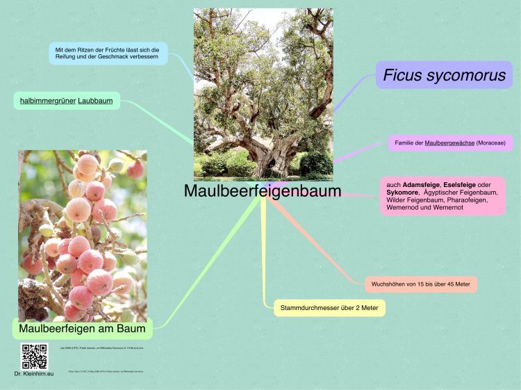Maulbeerfeigenbaum