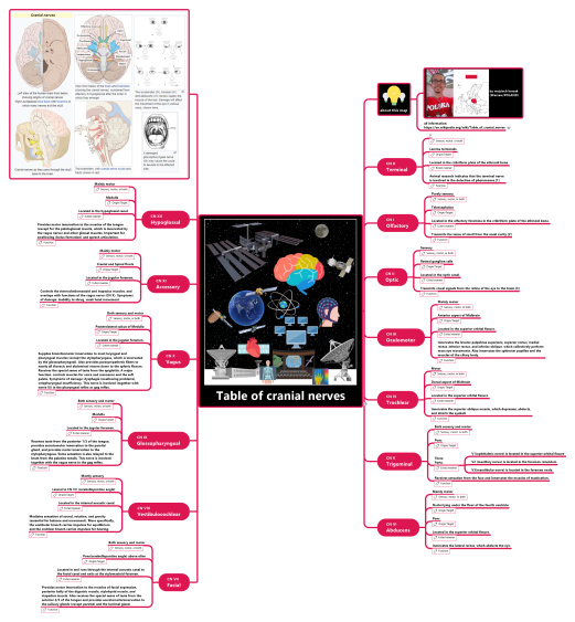 Cranial nerves