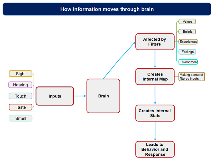 How information moves through brain