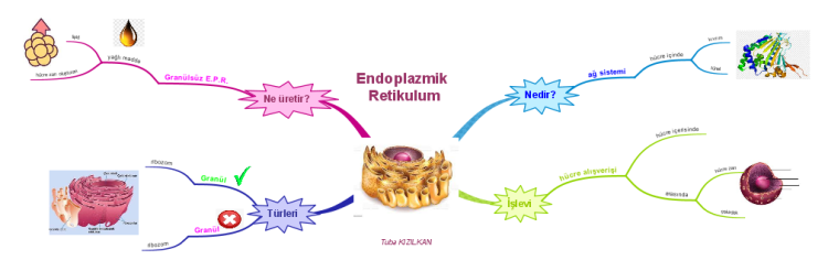 Endoplazmik Retikulum