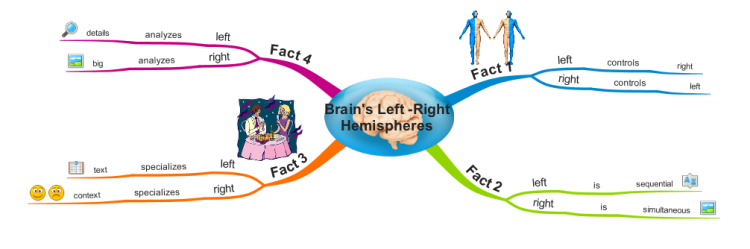 Brain&#39;s Left -Right Hemispheres