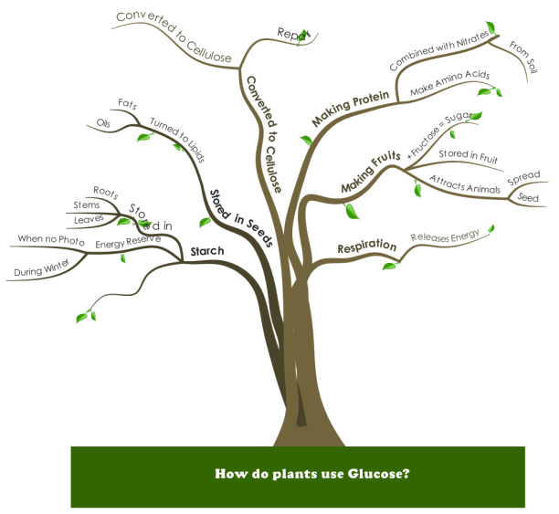 How do plants use Glucose?