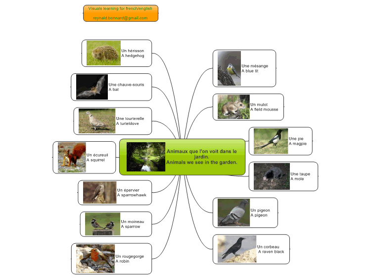 Visual english learning - Animals we see in the garden