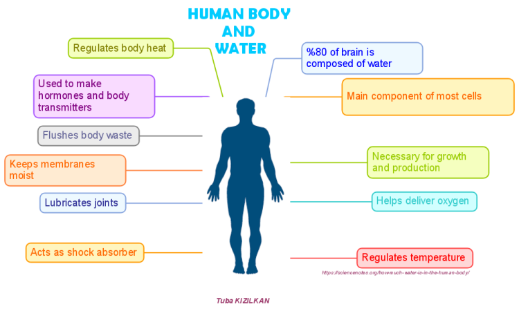 HUMAN BODY AND WATER