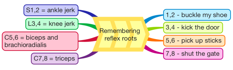 Remembering reflex roots