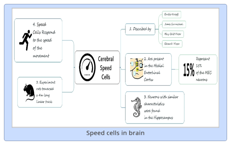 Speed cells in brain