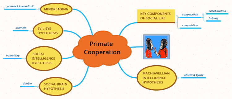 primate cooperation