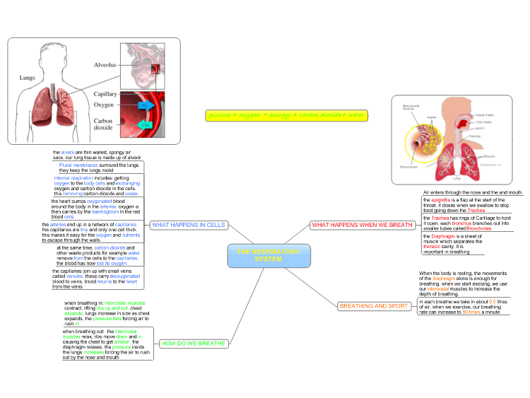 Respiratory System Mind Map