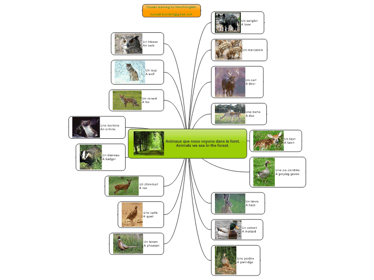 Visual english learning - Animals we see in the forest