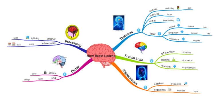 How the Brain Learns New Content