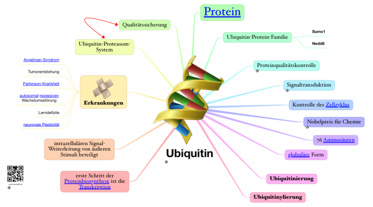 Ubiquitin