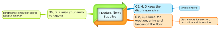 Important Nerve Supplies