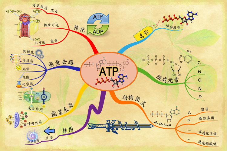 三磷酸腺苷 Adenosine triphosphate（ATP）